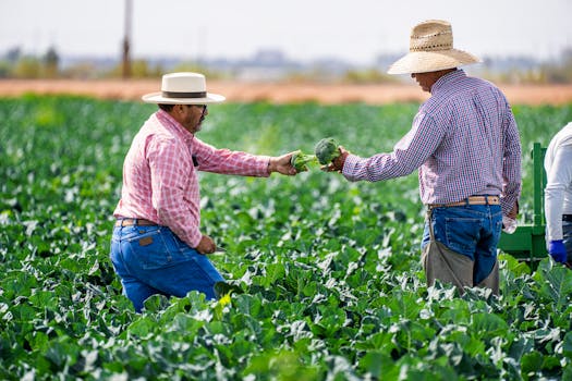 farmer inspecting crops
