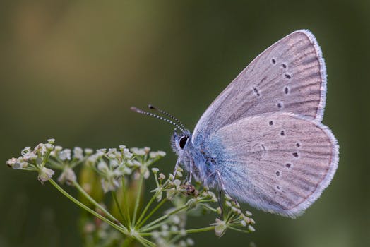 natural pest deterrents