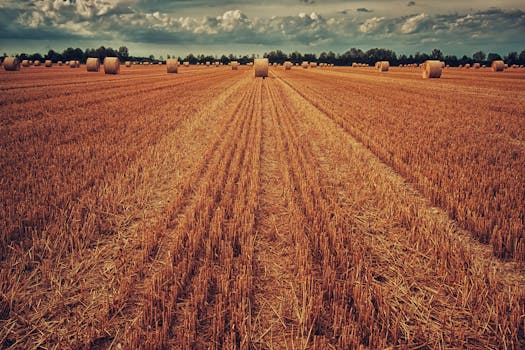 Scenic rural landscape with wide-open fields