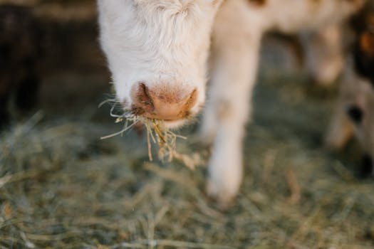 healthy livestock in a clean barn