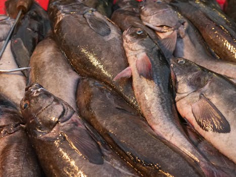 fishing for sustainable living